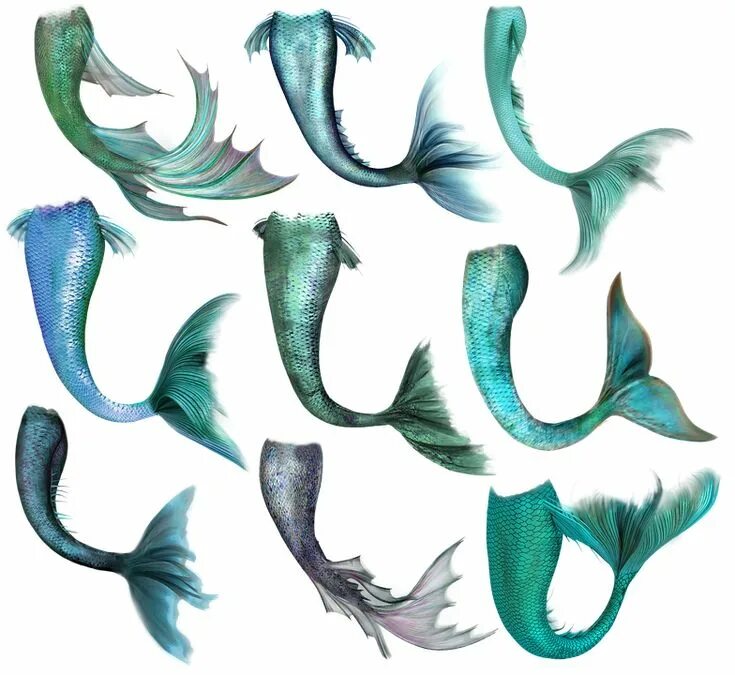 Как выглядит хвост рыбы Download free photo of Water,aquarium,fish,tail,silver from