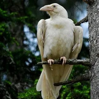Белый ворон фотографии