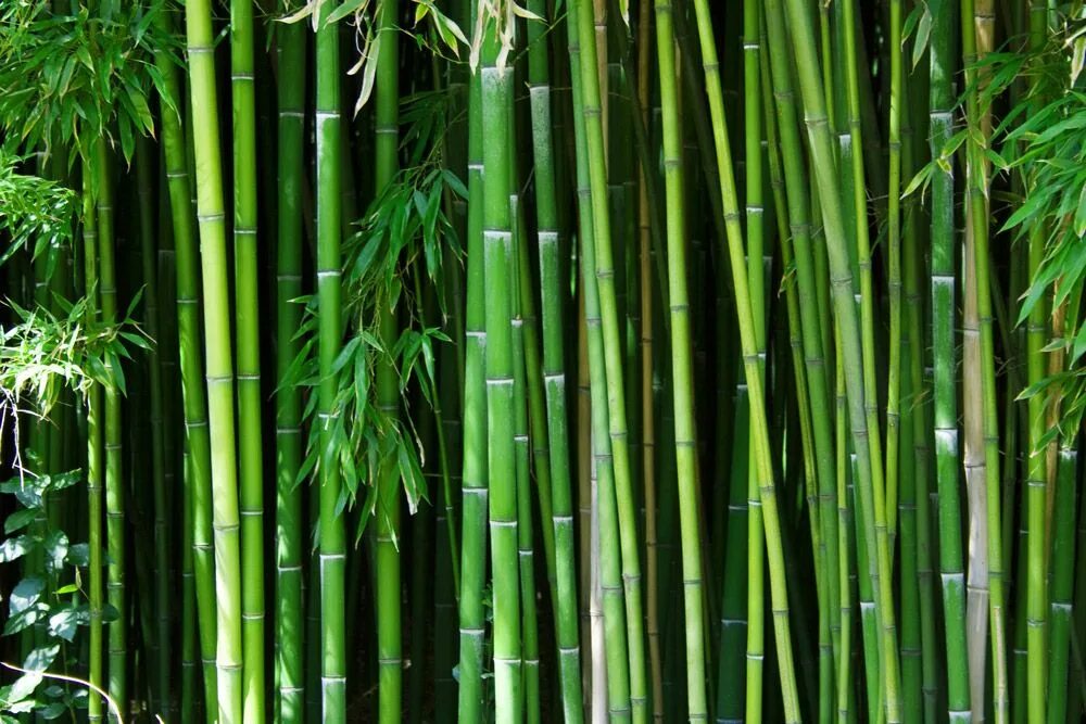 Бамбук это растение. Bambusa Phyllostachys nigra. Бамбук nigra. Листоколосник бамбуковый. Хвощ тростниковый бамбук.