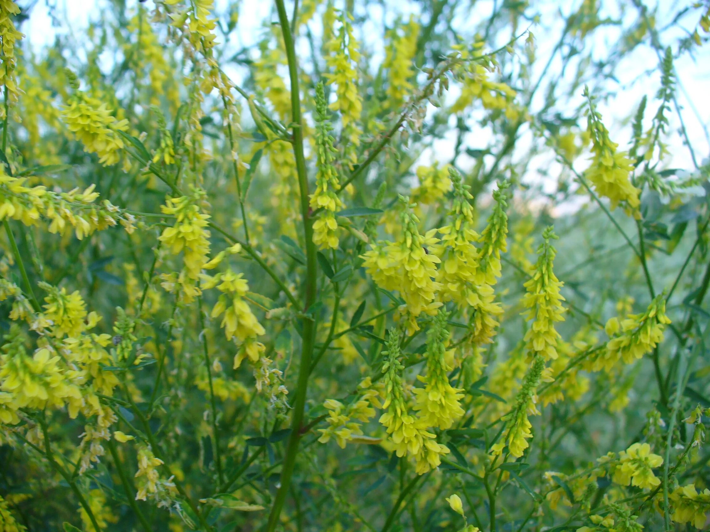 Донник melilotus officinalis. Донник желтый. Донник лекарственный (melilotus officinalis). Донник трава. Донник ароматный.