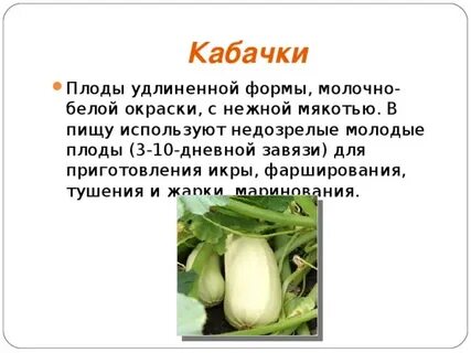 К какой группе овощей относятся кабачки