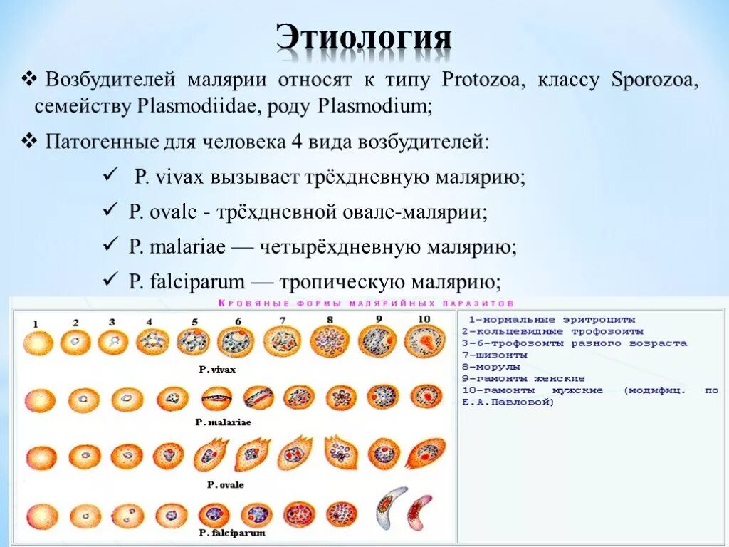 Возбудитель трехдневной малярии. Малярия этиология возбудителей. Возбудитель четырехдневной малярии. Виды возбудителей малярии.