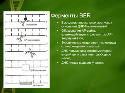 Репарация нуклеотидов