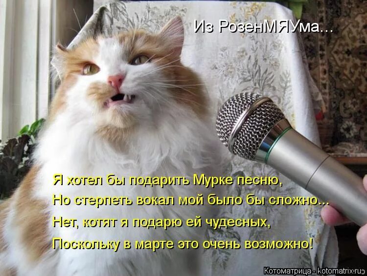 Песню хотим открыть. Котоматрица музыка. Дарёна с Муркой. Нет голоса. Котоматрица песенки.