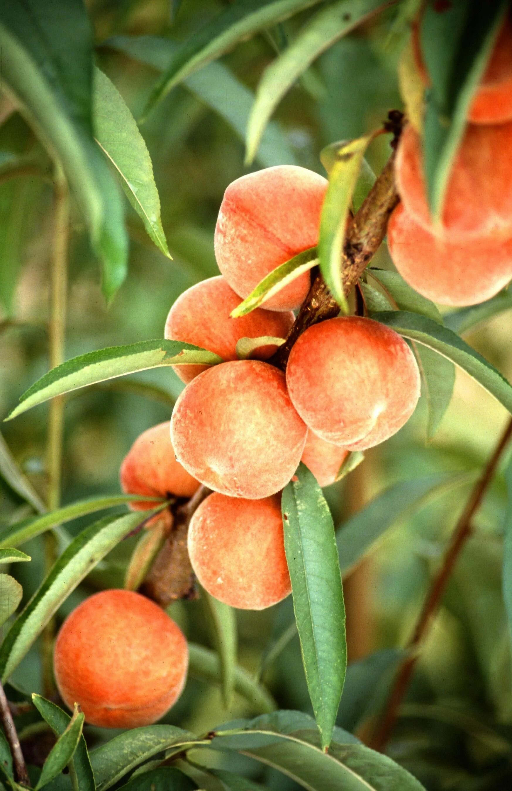 Peach tree