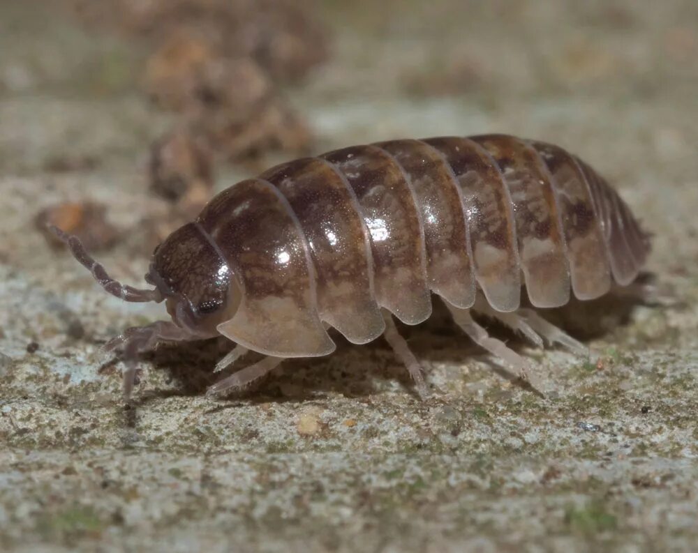 Мокрица Жук. Мокрица Жук личинки. Мокрицы Armadillidium vulgare. Мокрица обыкновенная насекомое.