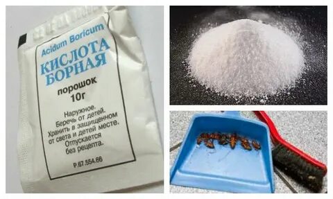 Борная кислота порошок от тараканов как использовать
