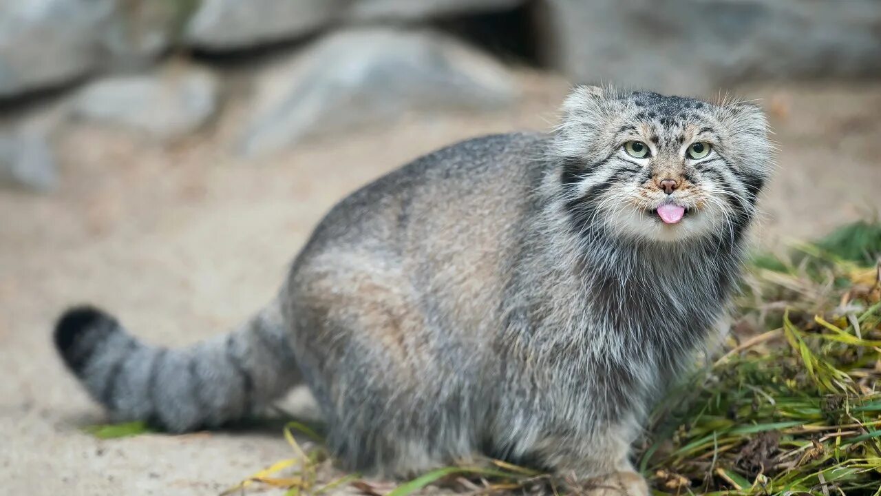 Манул 10. Кот манул московский зоопарк. манул otocolobus manul. манул в московском зоопарке.