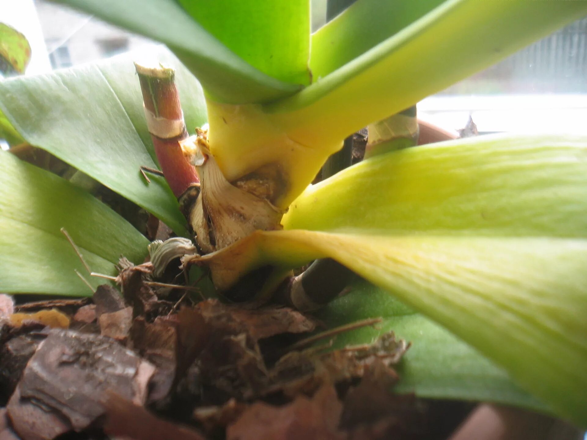 После пересадки пожелтел. Фузариозная гниль орхидей. Орхидея фаленопсис пожелтели листья. Желтеют листья у орхидеи фаленопсис. Орхидея Дендробиум цветонос.