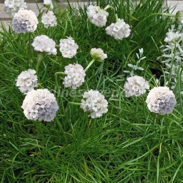 Армерия приморская монинг. Армерия монинг. Армерия приморская монинг. Армерия монинг. Армерия рубрифолия.