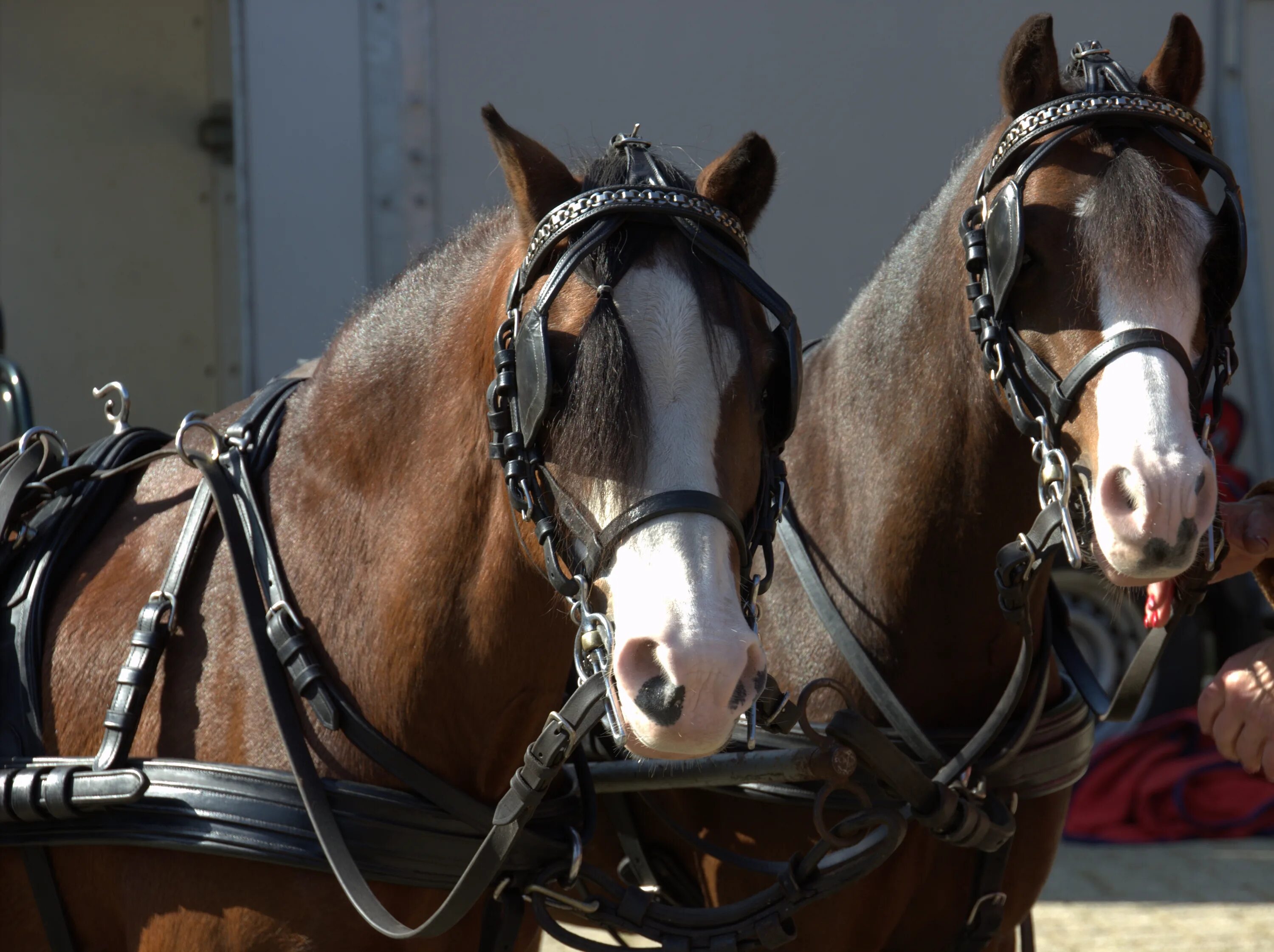 Шоры на глазах. Шоры на глазах для человека. Зашоренная лошадь. Зашоренная лошадь. Верхово вьючные лошади.
