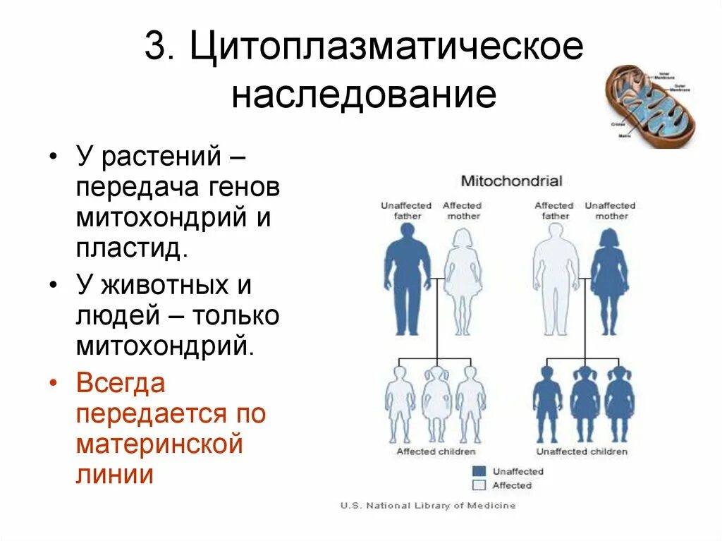 Информация о наследственных признаках. Цитоплазматический Тип наследования болезни. Генетика: Тип наследования генные болезни. Наследственные заболевания человека типы наследования. Характеристика цитоплазматической наследственности.