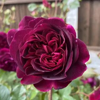 Master rose