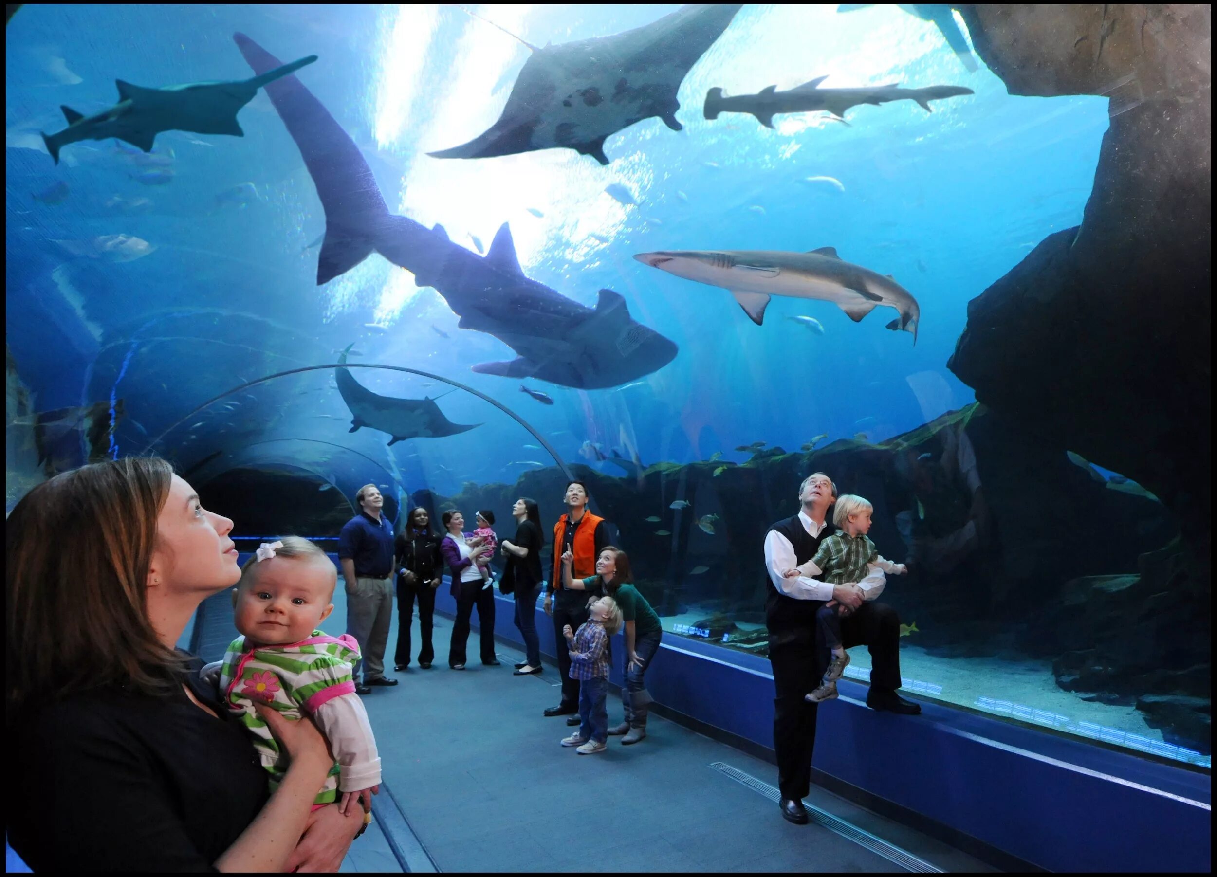 Океанариум Джорджии Атланта. Океанариум Georgia Aquarium. Аквариум Джорджии в Атланте. США. Атланта, Джорджия. Аквариум Джорджии..