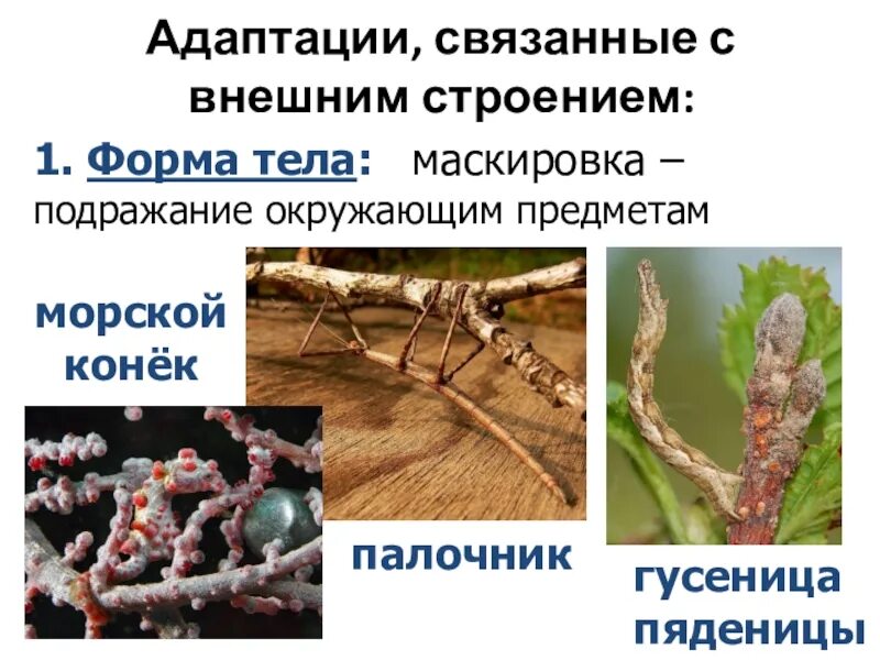 Адаптации организмов. Морфологические адаптации организмов. Форма тела адаптация. Адаптация это в биологии. Слой адаптации