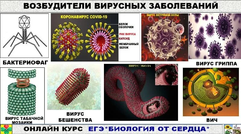 Маян амировна биология от сердца. Маян амировна егэ. Маян амировна биология от сердца. Маян амировна биология от сердца. Питание и дыхание огэ по биологии.