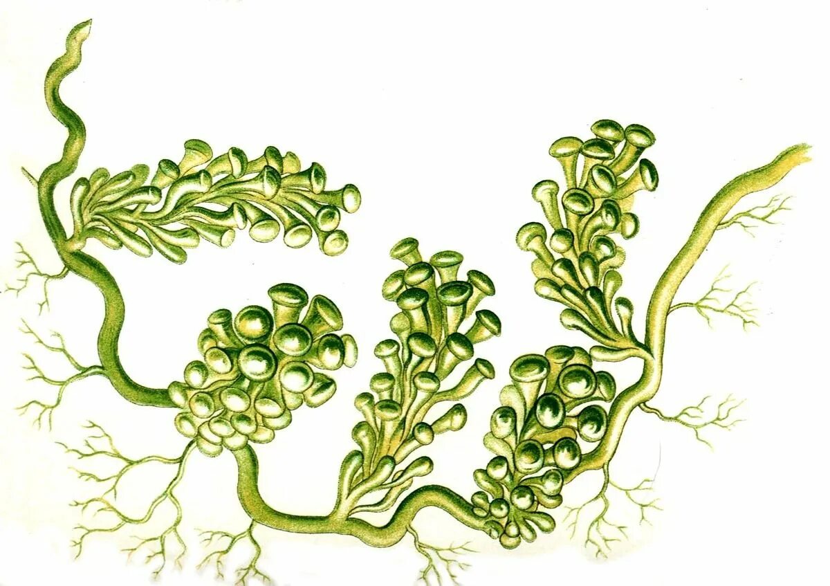 3 растения водорослей. Caulerpa racemosa. разнонитчатые водоросли. каулерпа строение. гетеротрихальный таллом у водорослей.