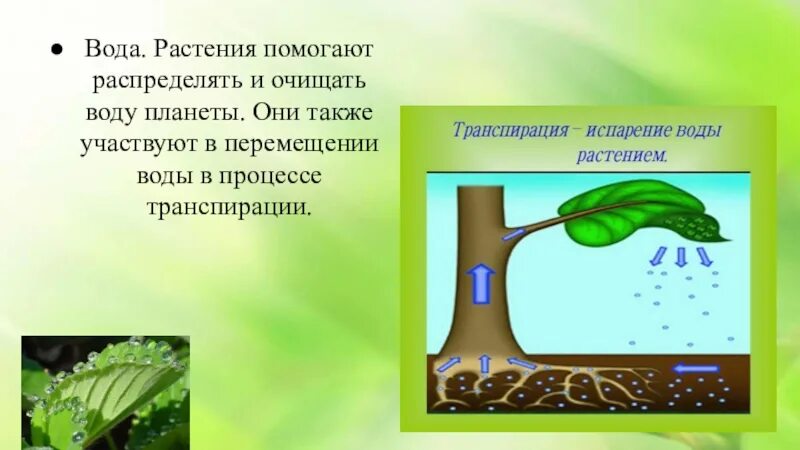 Какую функцию выполняет вода в растении. Транспирация и фотосинтез. Транспирация воды. Транспирация у растений. Транспирация это в биологии.