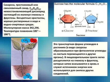Глюкоза и фруктоза в растениях