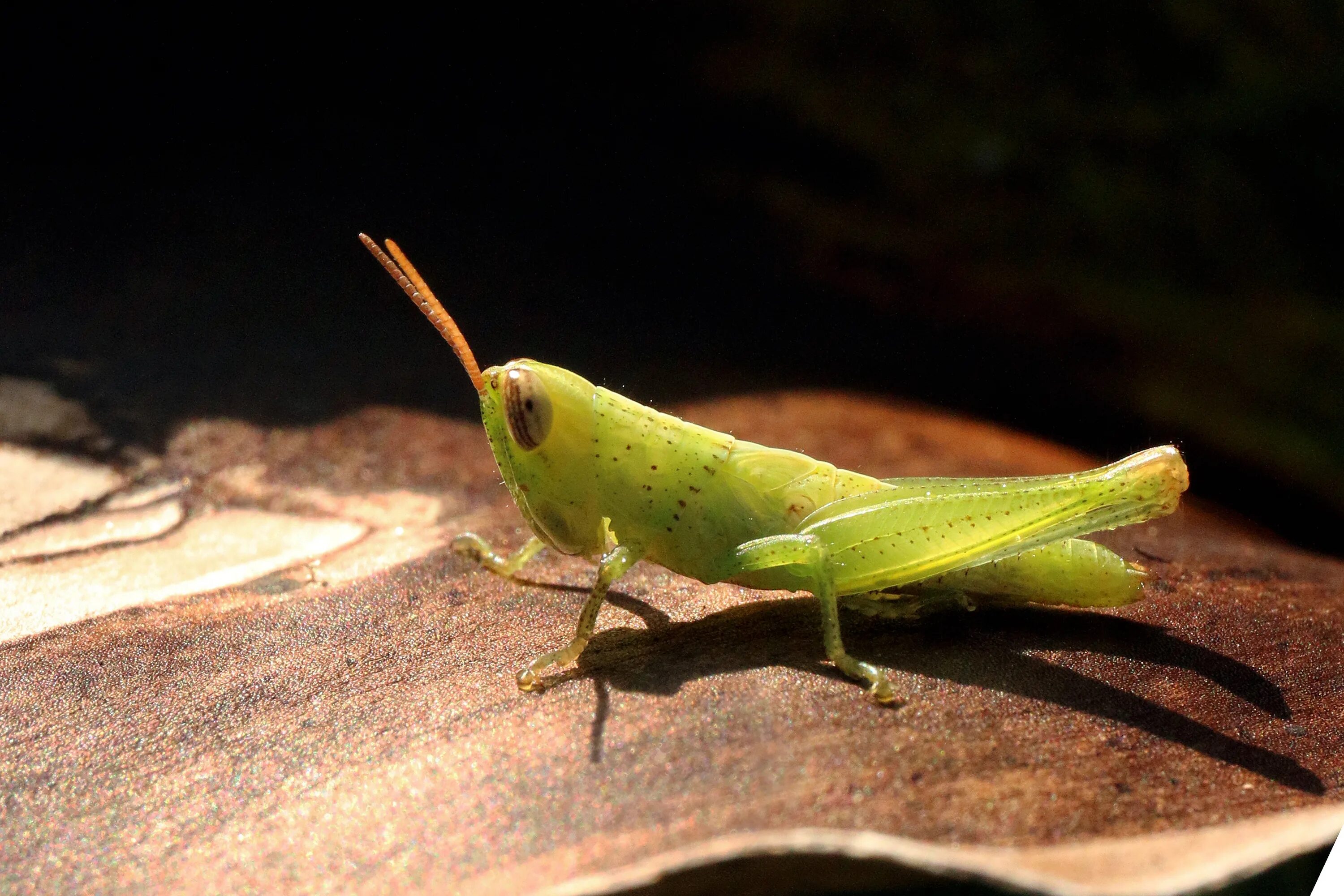 Вредитель похож на богомола. Линька жуков. Нимфа это биология. Древесный клоп-щитник килевик лиственный. Нимфа (биология).