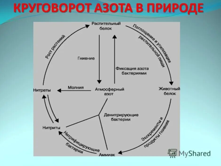 Установите последовательность круговорота азота в атмосфере. Составьте схему круговорота азота. Схема круговора ахота в природе. Схема круговорота азота в природе биология. Биогенный круговорот азота.