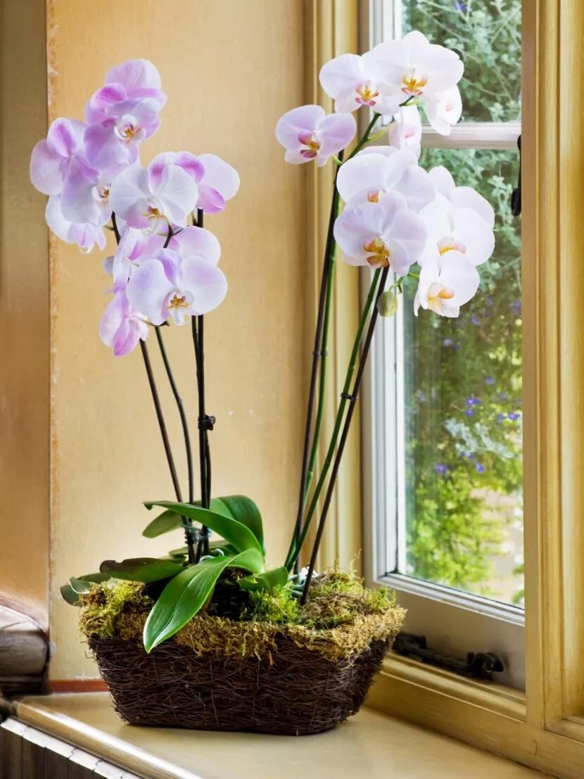 Орхидея фаленопсис. Орхидея фаленопсис Миа. Орхидея фаленопсис Мелоди.