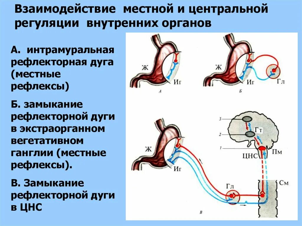 Расположите в правильном порядке элементы рефлекторной дуги. Расположите в правильном порядке элементы рефлекторной дуги