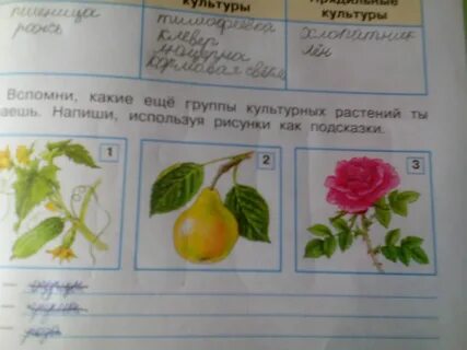 Какие еще группы культурных растений ты знаешь