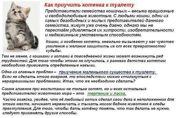 Котенка мордой в лоток. Сколько коты ходят в туалет в день. Лоток для котят. Кошка рядом с лотком. Маленькие котята какают.