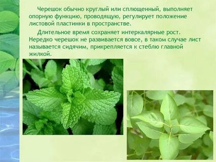 Что такое черешок