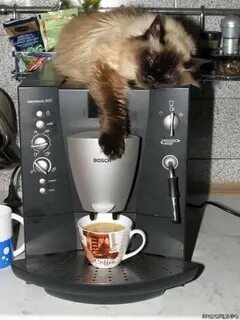 Коти кофе