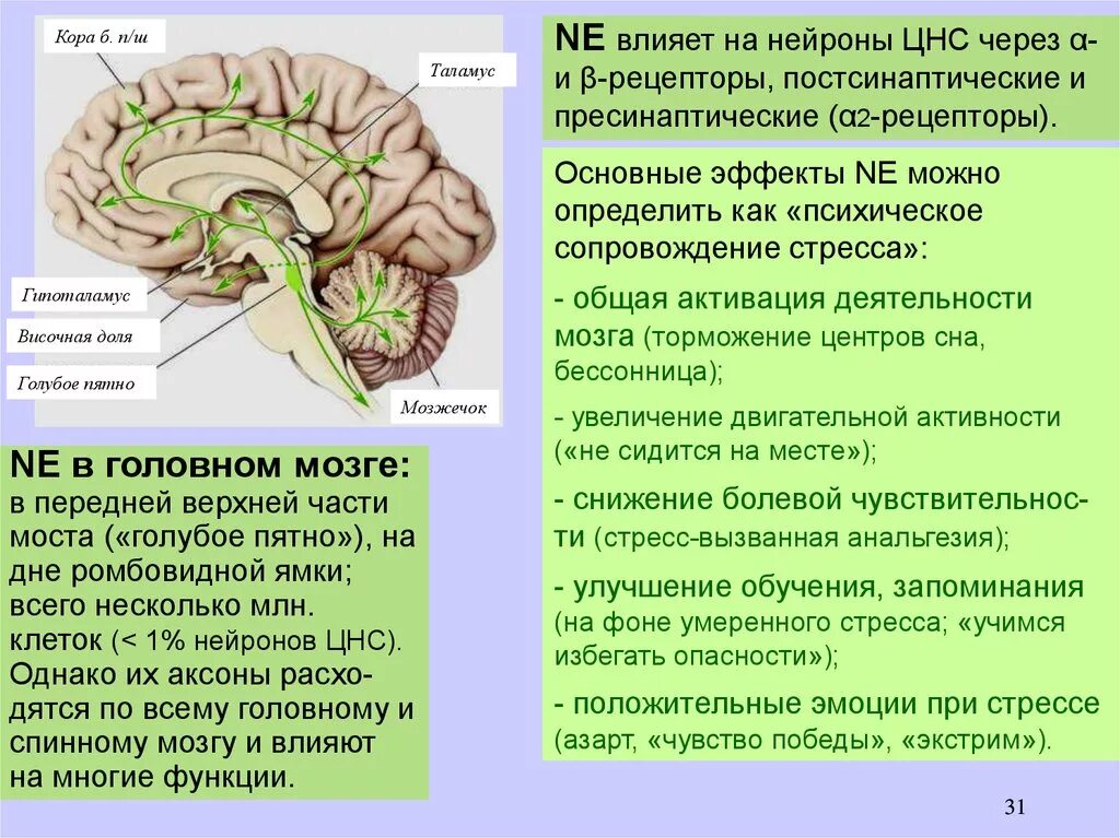 Голубоватое пятно головного мозга. Рецепторы головного мозга. Норадреналин в головном мозге. Рецепторы на Нейроны в головном мозге. От головного мозга к рабочим органам