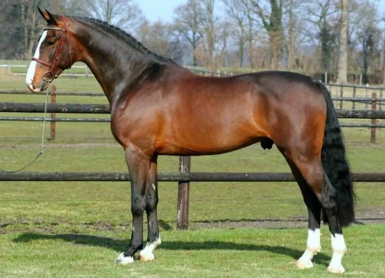 Ахалтекинская лошадь вороной масти. Лошадь полностью. Лошадь полностью. Лошадь с боку. Андалузская лошадь гнедая.