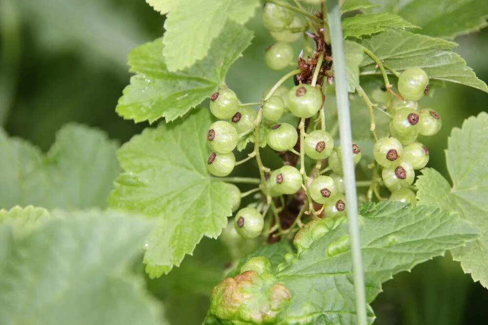 Какой плод у смородины. Плоды красной смородины. Куст смородины пожухли. Плоды черной смородины фармакогнозия. Листья красной смородины.