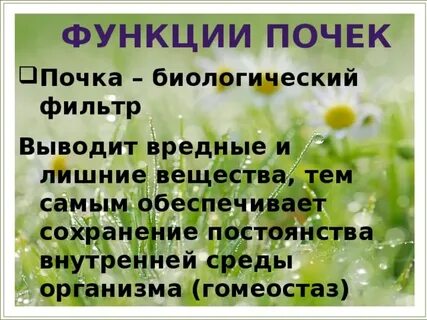 Роль фильтра в почках