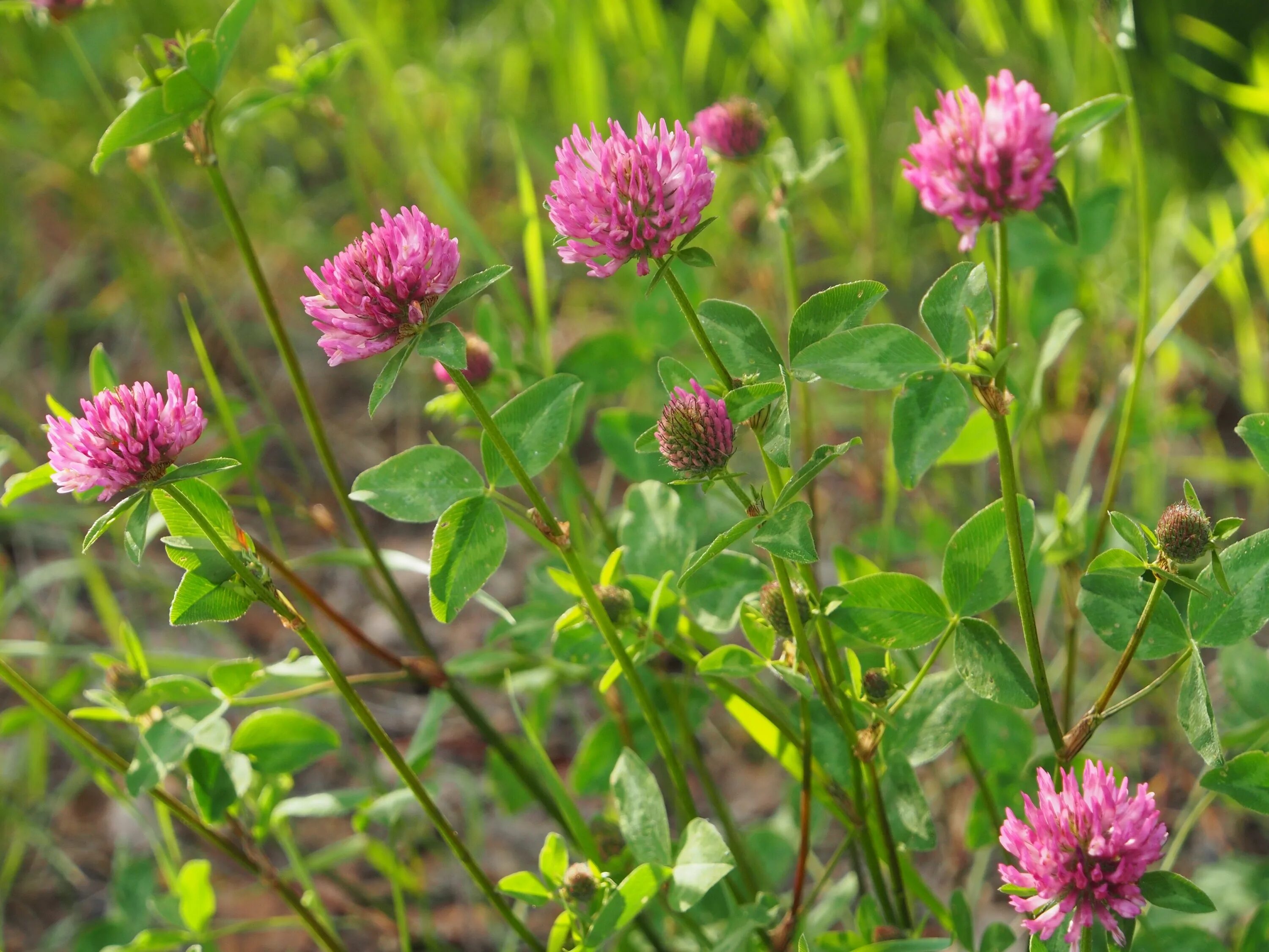 Клевер растение фото. Красный Клевер Trifolium pratense. Клевер Луговой Клевер красный. Клевер Луговой гибридный ползучий. Красный Клевер (Red Clover).