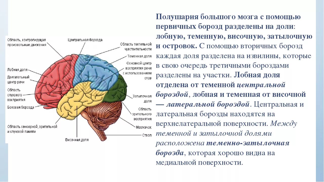 Центры в теменной доле. Височно затылочный отдел могза. Борозды доли извилины коры головного мозга. Затылочно височная борозда головного мозга. Теменно-затылочные отделы мозга.