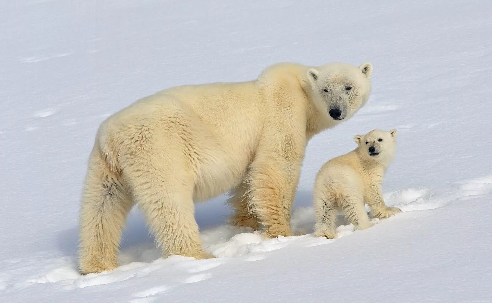 Белый медведь. Белый медведь фото. Дикие животные белый медведь. Белый медведь красная книга. Как можно объяснить ареал обитания белого медведя