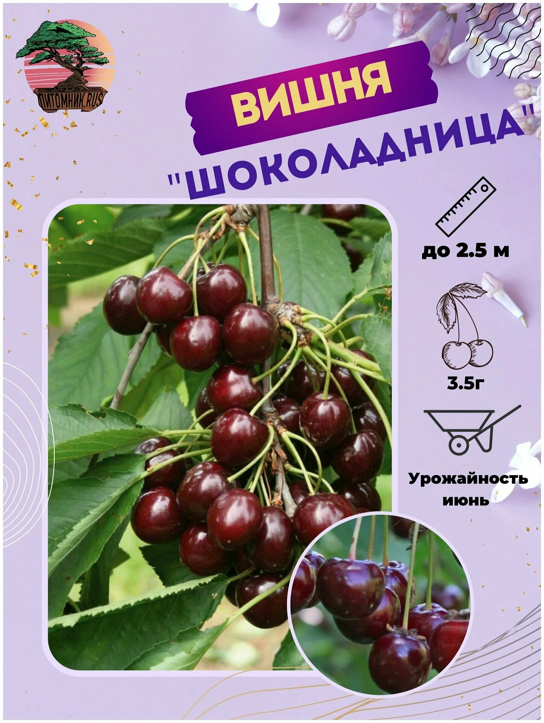 Как правильно посадить вишню шоколадницу