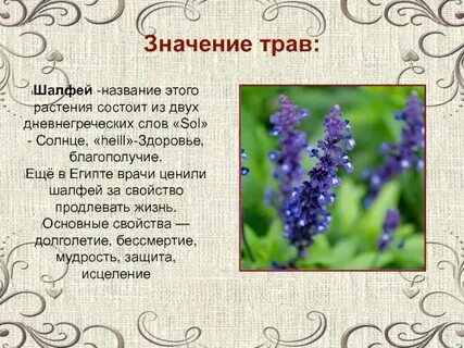 Значения трав и цветов