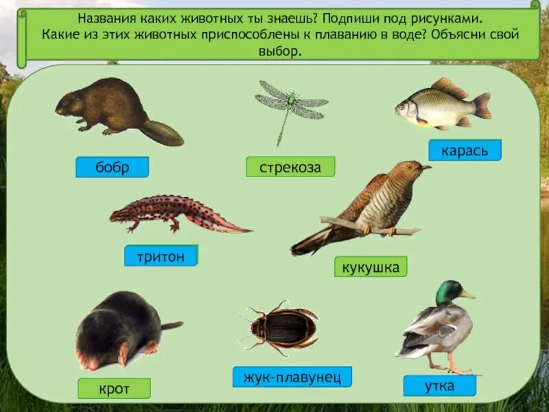 Название животных окружающий мир. Какие из этих животных. подпиши названият животных. подпиши названия животных. какие из этих животных приспособлены к плаванию.