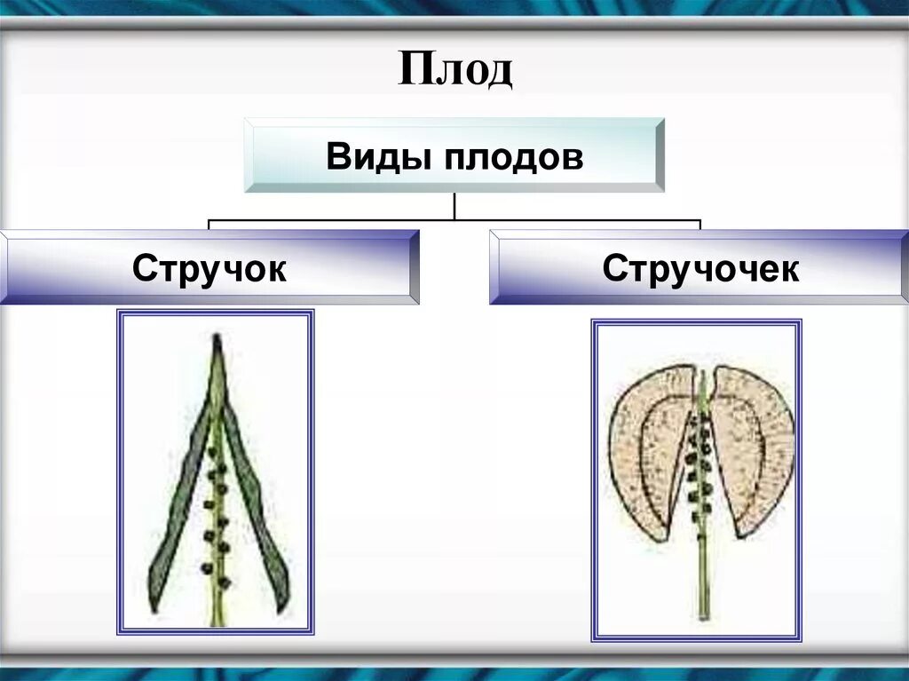 Крестоцветные стручочек. Стручочек Тип плода. Плод стручок или стручочек. Стручок и стручочек крестоцветные. Плод стручок и стручочек.