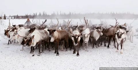 Песнь тундры