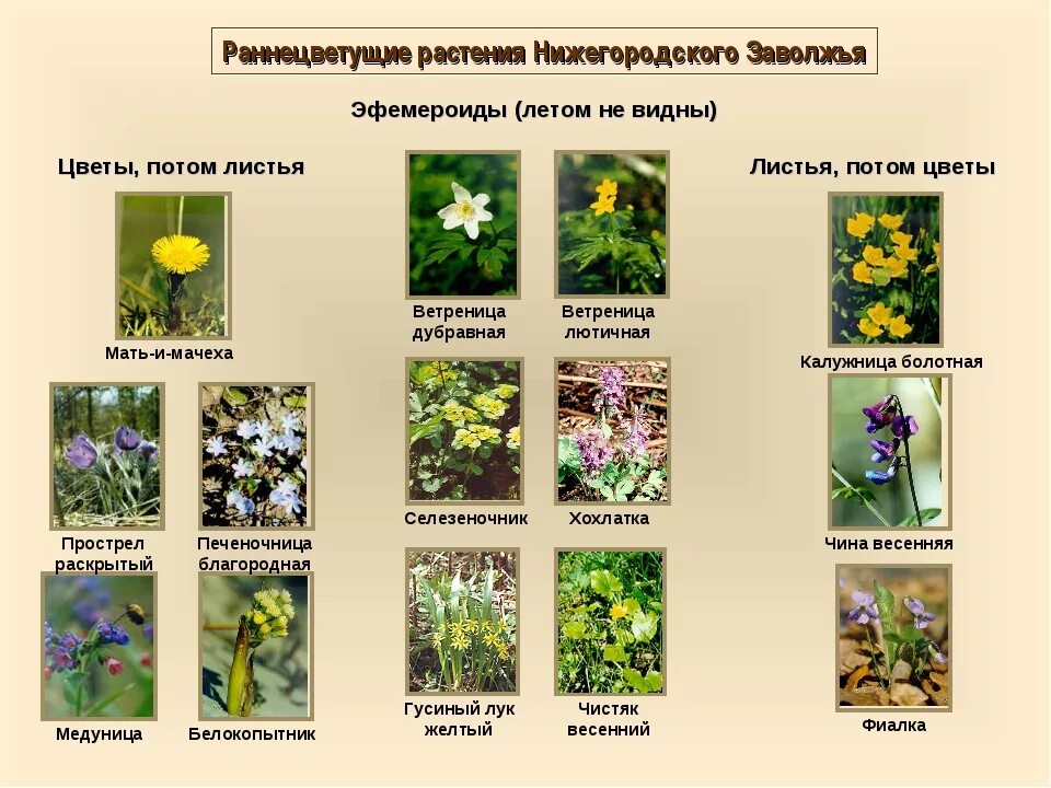 Сообщение о раннецветущих растениях 2 класс. Сообщение о раннецветущих растениях 2 класс