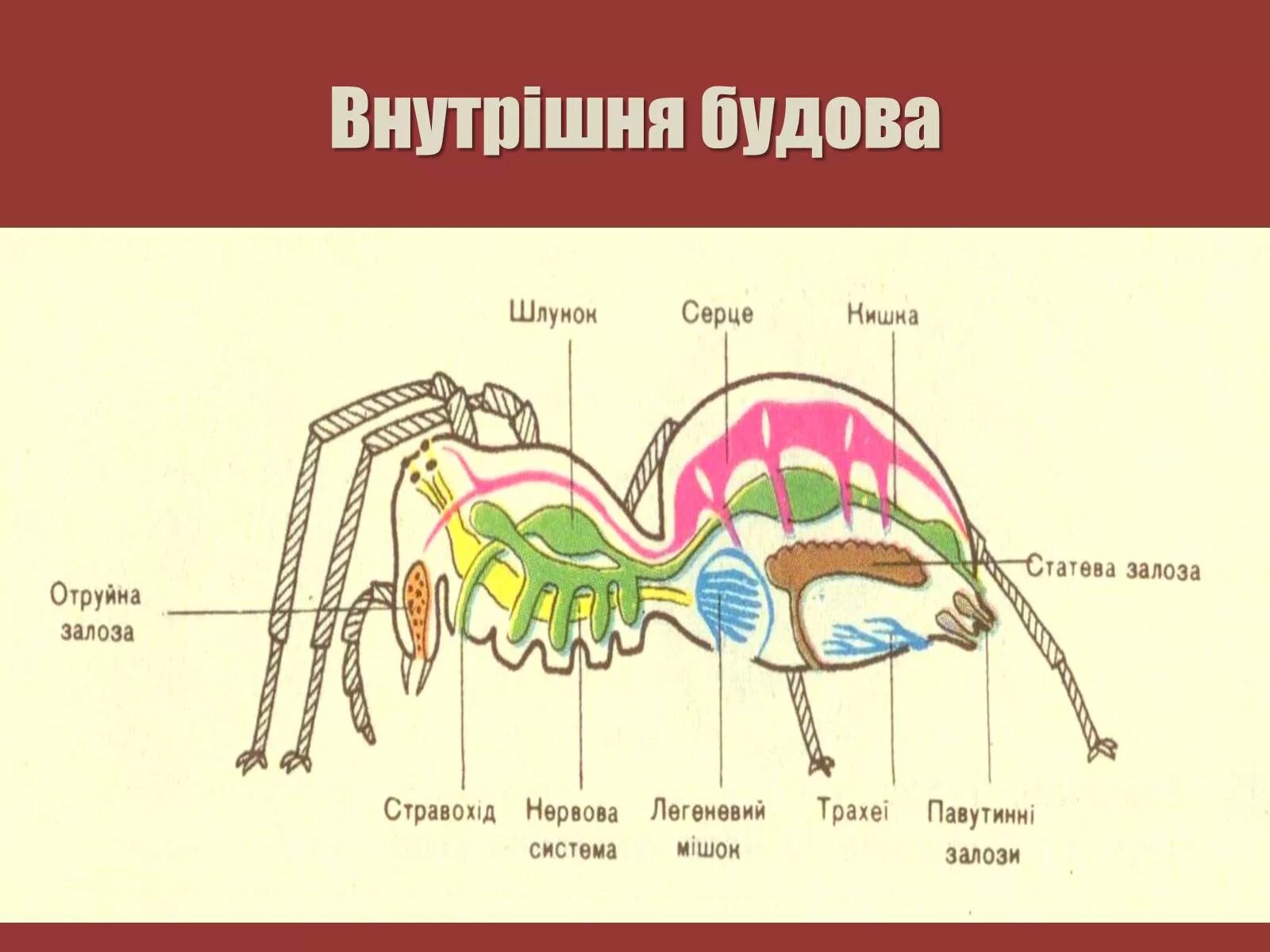 Паукообразные схема. Внутреннее строение паука крестовика. Внутреннее строение паукообразных. Паук нервная система схема. Внутреннее строение паука.