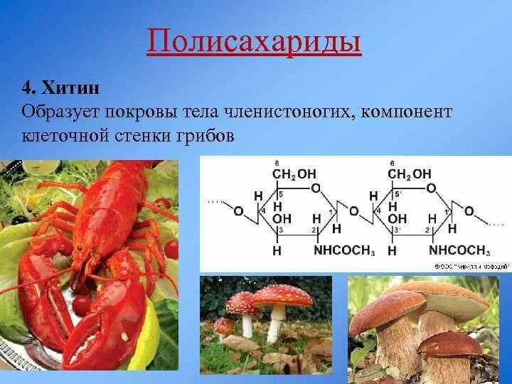 Клетка состоит из хитина. Хитин полисахарид формула. Биологическая роль хитина. Хитин членистоногих грибов. Строение молекулы хитина.