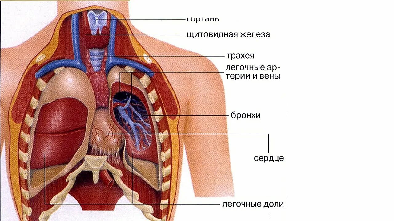 Внутреннее строение человеческого. Расположение органов. Расположение внутренних органов человека. Внутренние органы человека схема. Расположение внутренних органов у человека в картинках.