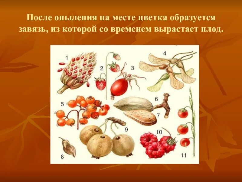 Из которого впоследствии образуются плоды с семенами. Плоды и семена. Плоды и семена растений. Плод с семенами растения. Плоды образуются у растений.