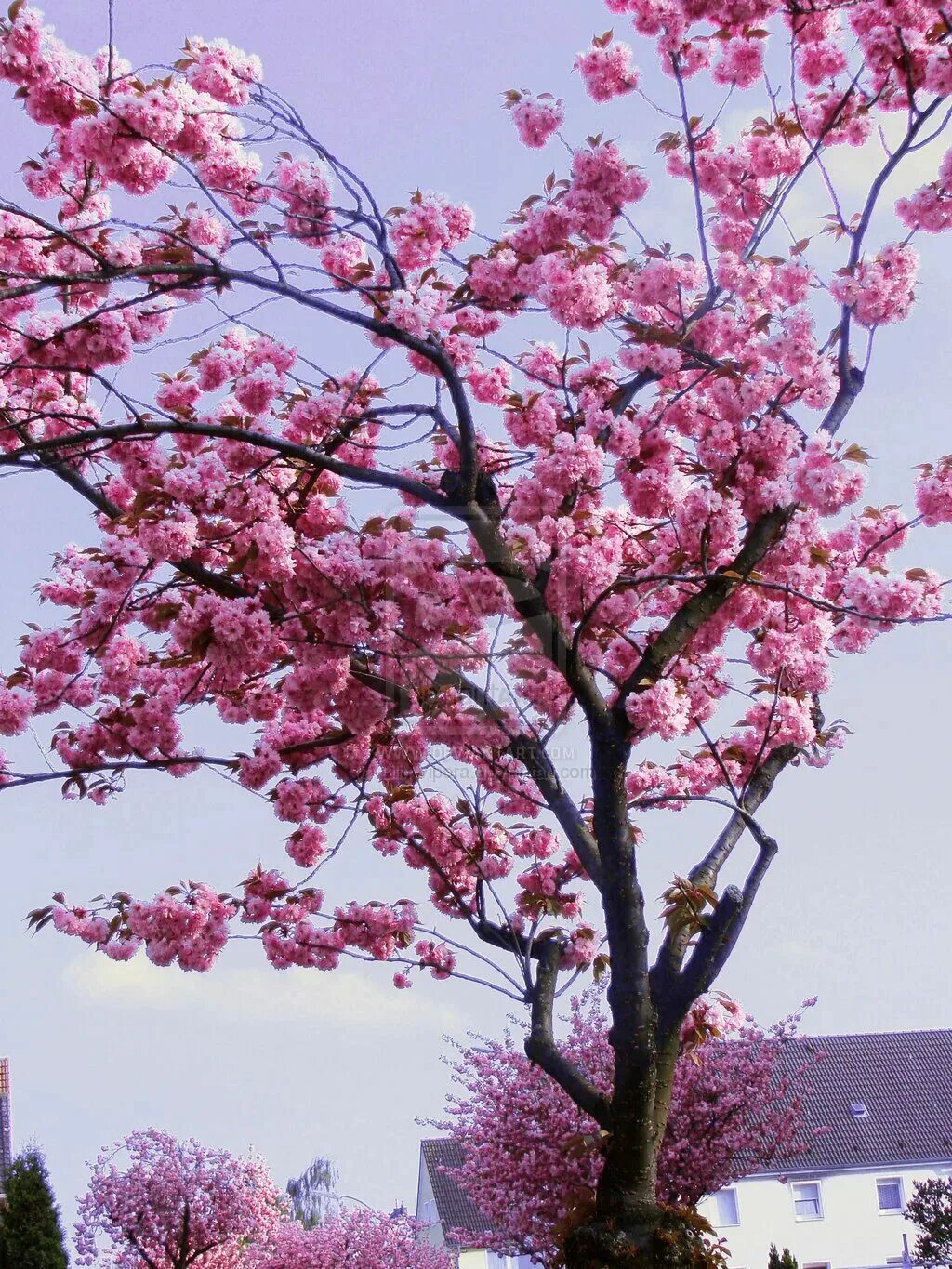 Сакура плодоносит. Сакура Яэдзакура. Сакура Тайхаку. Сакура цветет дерево.