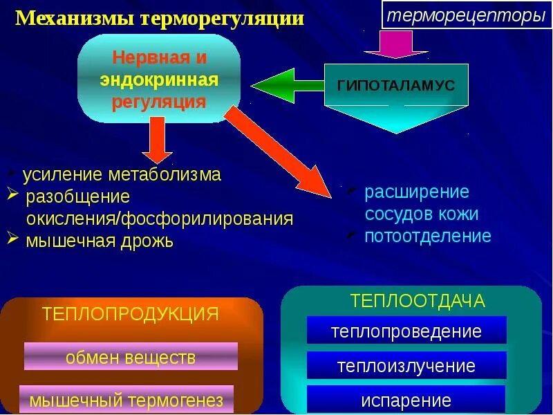 Повышение теплопродукции. Патогенез терморегуляции. механизмы теплопродукции физиология. механизмы усиливающие теплопродукцию. терморегуляция терморецепторы.